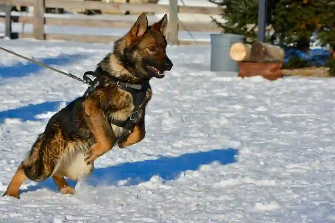 Ava TigerHill at TigerHillK9, Protection Dog Training