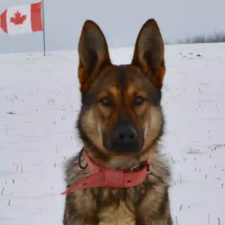 Desi TigerHill, Protection Dog